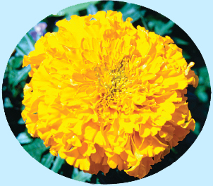 Marigolds are used to decorate altars and graves Mexican families visit the - photo 3