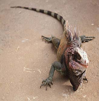 an iguana on St Thomas kitesurfing near Keel Point Anegada Where to Go - photo 12