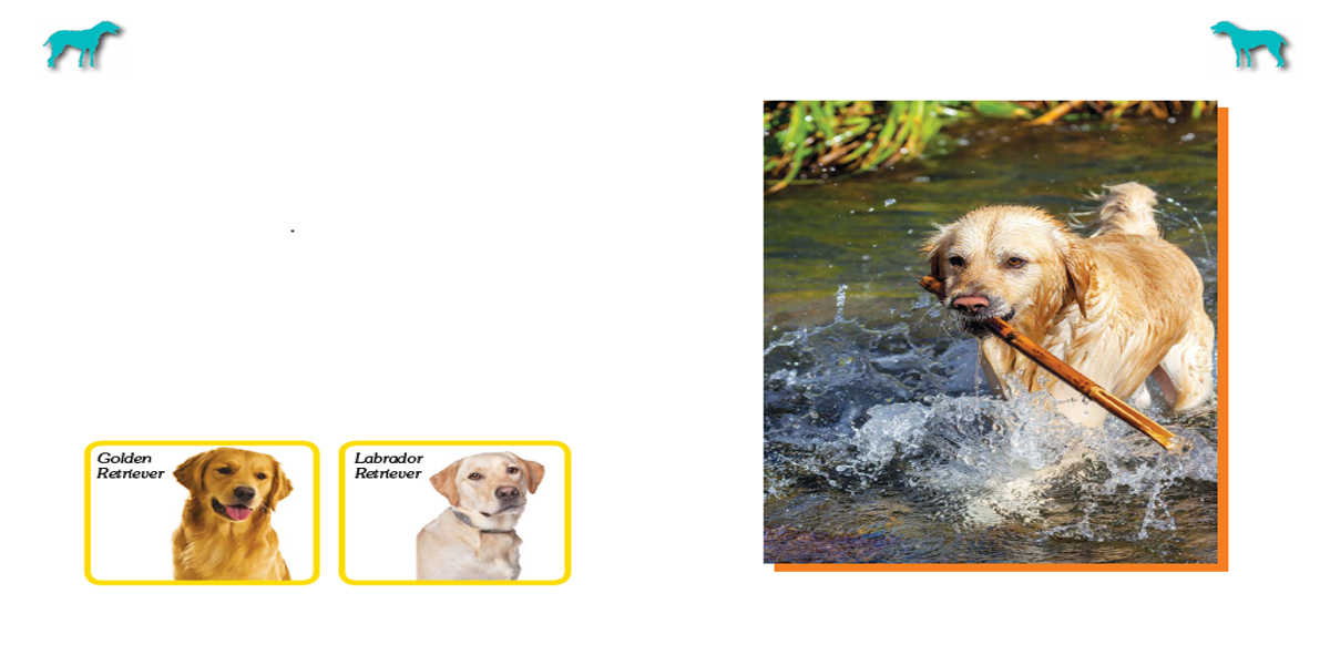 Can you name some of the differences between a Golden Retriever and a yellow - photo 6