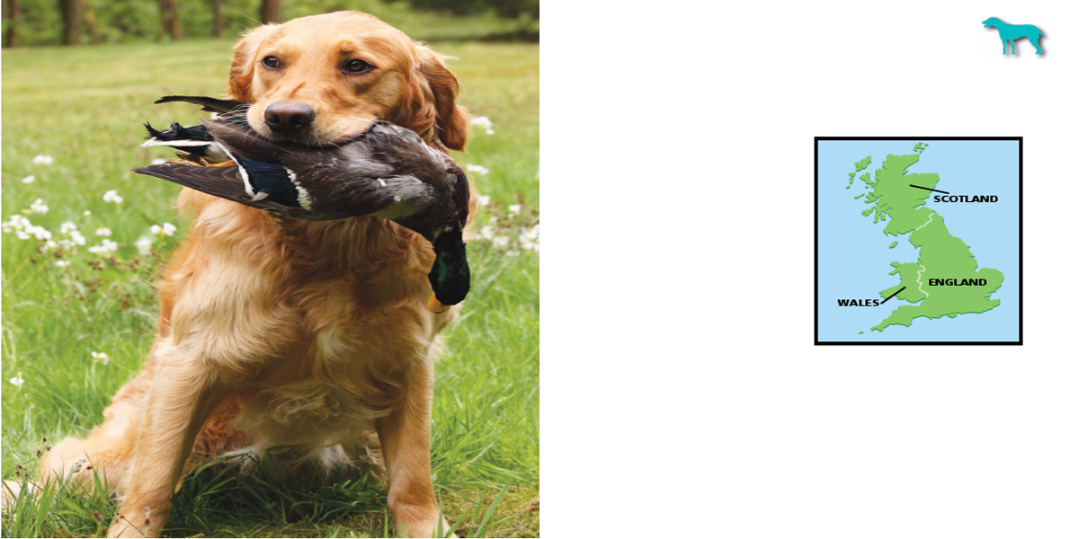 Even today many Goldens are trained to help hunt fowl Over the next several - photo 7