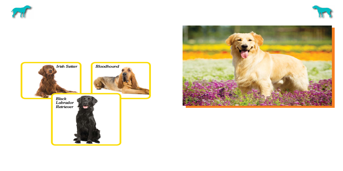 Golden Retrievers get their characteristics from several different breeds - photo 8