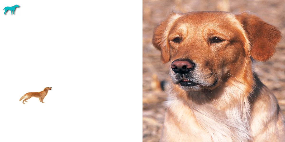 Did You Know Golden Retrievers have acted in many movies and television - photo 9