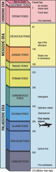 This chart shows the subdivisions of geological time from the Cambrian period - photo 15