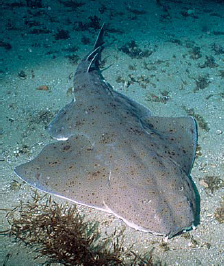 Bottom dweller Angel Shark Surface dweller Blue Shark Chapter 4 - photo 16