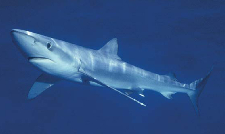 Surface dweller Blue Shark Chapter 4 Baby Sharks There are many ways - photo 17