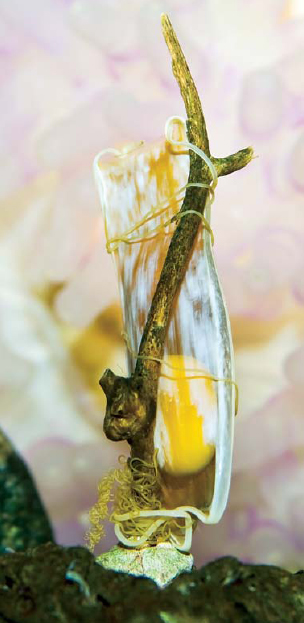 Shark eggs Shark babies are called Once the pups are born mothers no - photo 19