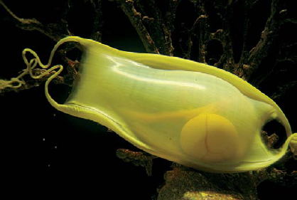 Shark eggs Shark babies are called Once the pups are born mothers no - photo 20