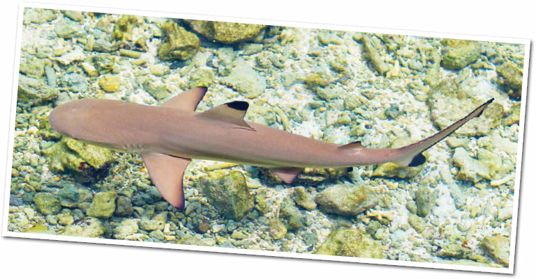 Blacktip shark pup Depending on the species a mother shark can have from - photo 22