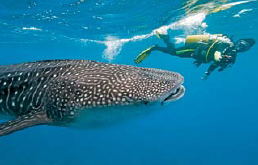 Whale Shark with diver Some sharks are only five inches long 127 - photo 6