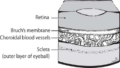 Normal Retina Oxygen micronutrients and cellular waste flow through Bruchs - photo 1