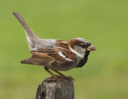Male sparrow The most familiar of all birds sparrowsthrive all over the - photo 3