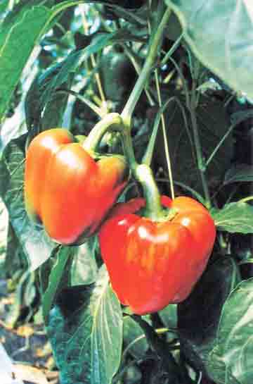 Capsicums growing in mediabags Hydroponics uses far less water - photo 3