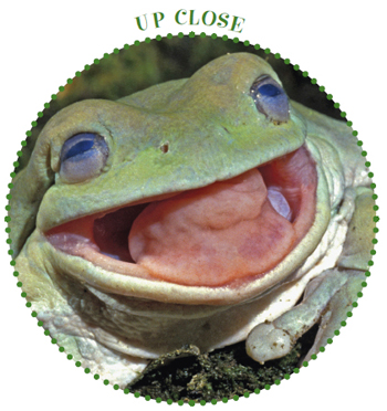 Image Credit Peter Arnold Images Not all frogs have tongues but a green frog - photo 6