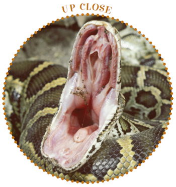 Image Credit John Mitchell A snake flicks its tongue in and out The tongue - photo 12