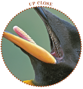 Image Credit Photolibrary Bios This birds tongue is covered with spikes - photo 14