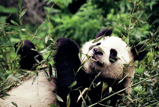 Giant pandas have lived in China for about three million years Now we are one - photo 4