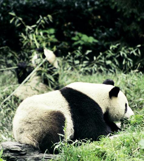 My father weighs 120 kilograms He can eat up to 16 kilograms of bamboo a day - photo 12