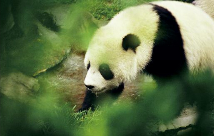 My father weighs 120 kilograms He can eat up to 16 kilograms of bamboo a day - photo 13