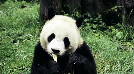 I love to eat bamboo See how I strip the leaves from the stem with my special - photo 16