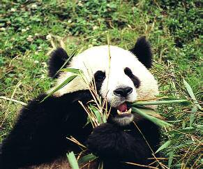 Ping-Ping the Panda - photo 17