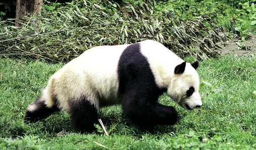 Ping-Ping the Panda - photo 23