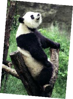 Ping-Ping the Panda - photo 24