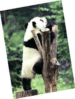 Ping-Ping the Panda - photo 25