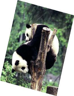 Ping-Ping the Panda - photo 26