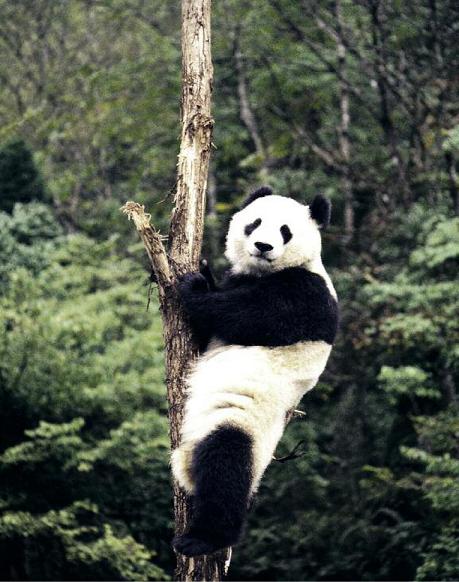 We like to climb up a tree and have a good scratch Our thick fur helps to keep - photo 28