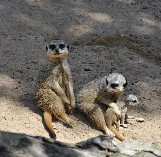 I live in the Kalahari Desert in Southern Africa with my brothers and sisters - photo 3