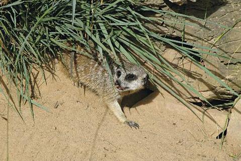 We have up to 70 different entrances to our burrows This keeps us safe from - photo 5