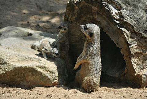 I help to dig the burrows with my sharp claws I can close my ears so sand - photo 6