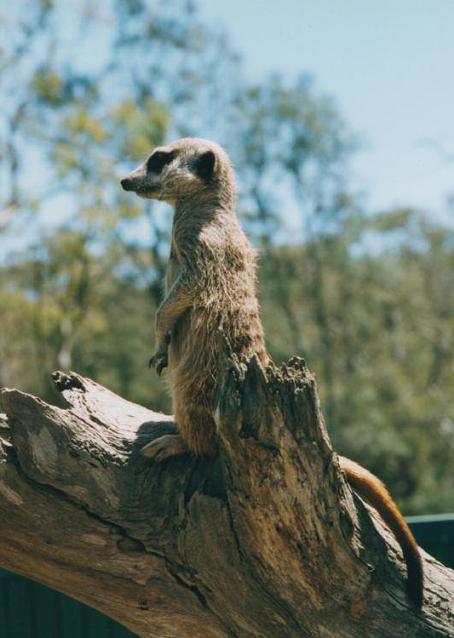 We have a lookout guard who keeps us safe while we hunt for food If there is - photo 12