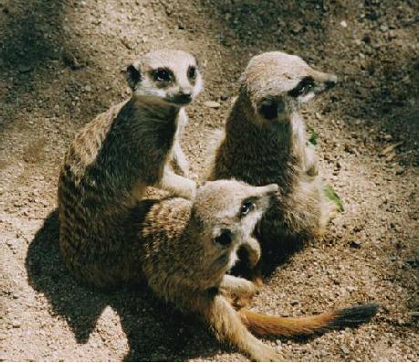 Then we have to run very fast down into our burrow to escape - photo 13