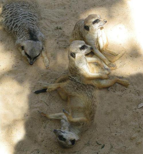 After hunting I like to rest in the shade with my friends - photo 20