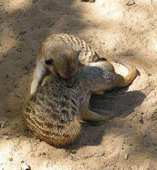 We groom each other to remove ticks and insects We love to play and - photo 24