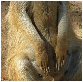 My front claws are curved and act as shovels when I dig for food My back claws - photo 27