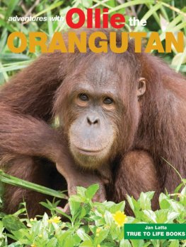 Jan Latta - Ollie the Orangutan