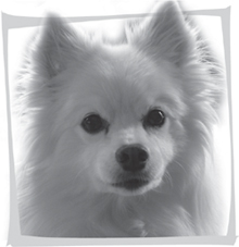 A fluffy white American Eskimo mini Biscuit mixes cover-dog looks with a Miss - photo 4