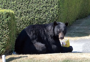 The presence of black bears on urban streets depends largely on how much food - photo 4