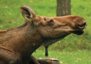 Despite their size moose have much to fear from people especially people - photo 2