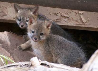 Gray fox are the only fox that is able toclimb trees They live about 6 - 10 - photo 14