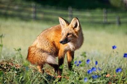 They are hunted by large cats like the bobcat wolves jackals and coyotes - photo 12