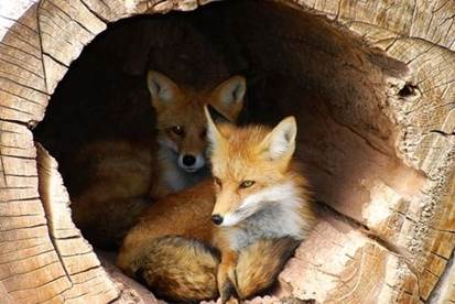 Lets learn more about these animals calledfox AboutFoxes Foxes are mammals - photo 4