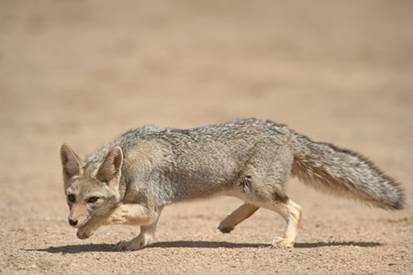 These foxes live in the region between southCanada and northern South America - photo 13