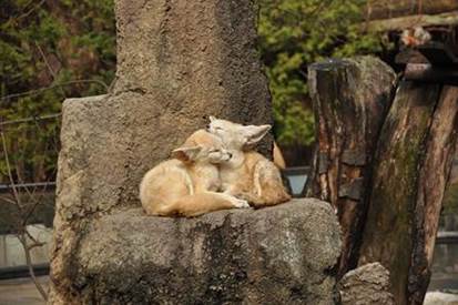 The eagle owl is the main predator of thefennec fox KitFox Kit foxes live in - photo 19