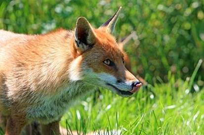 Humans hunt fox for their beautiful fur Characteristics Fox are small - photo 6