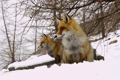 Foxes are mammals belonging to the family ofCanidae They are omnivores they - photo 5