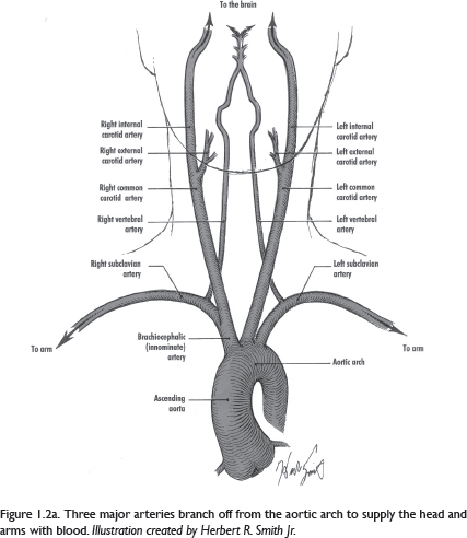 WHY CHOLESTEROL In 1904 a German pathologist named Felix Marchand first - photo 5