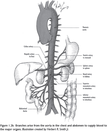 WHY CHOLESTEROL In 1904 a German pathologist named Felix Marchand first - photo 6